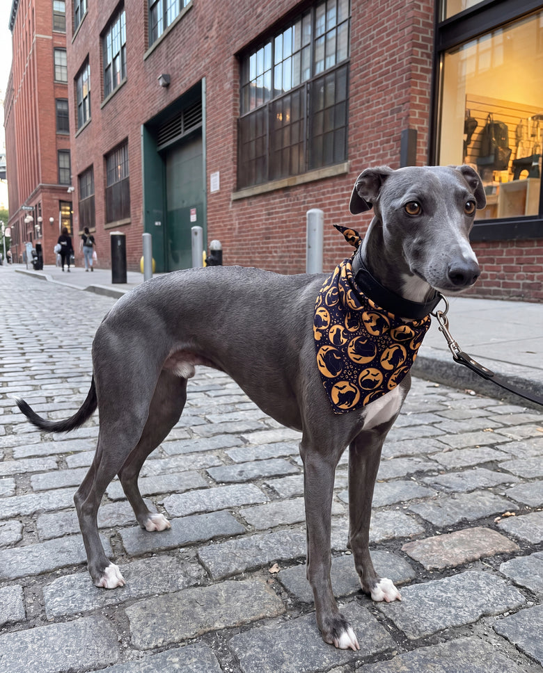 Chat de Minuit Silk Dog Bandana