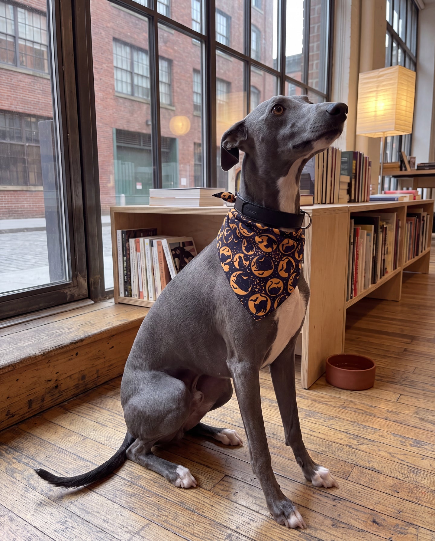 Chat de Minuit Silk Dog Bandana: one more chapter
