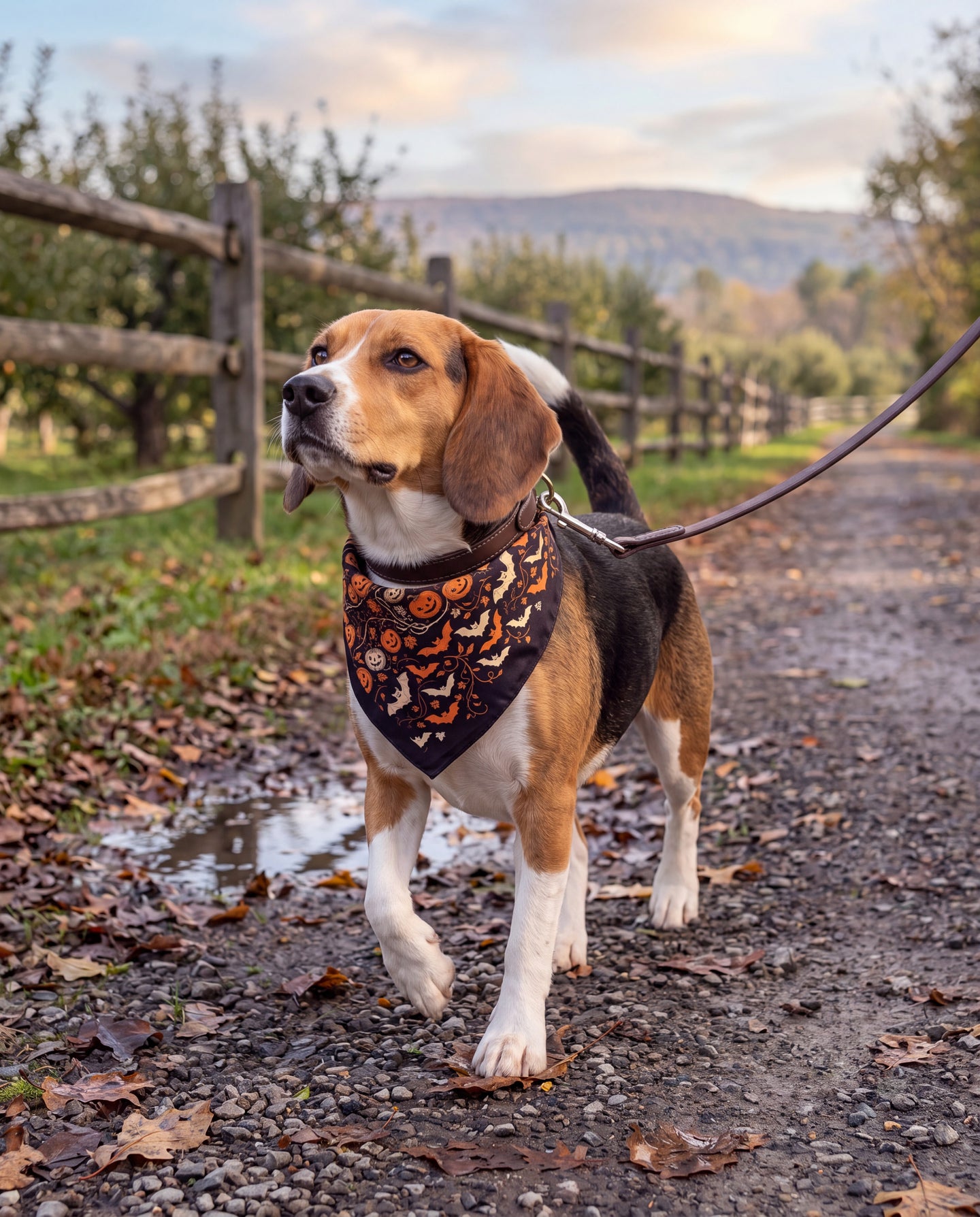 Citrouille Enchantee Silk Dog Bandana: the long way home