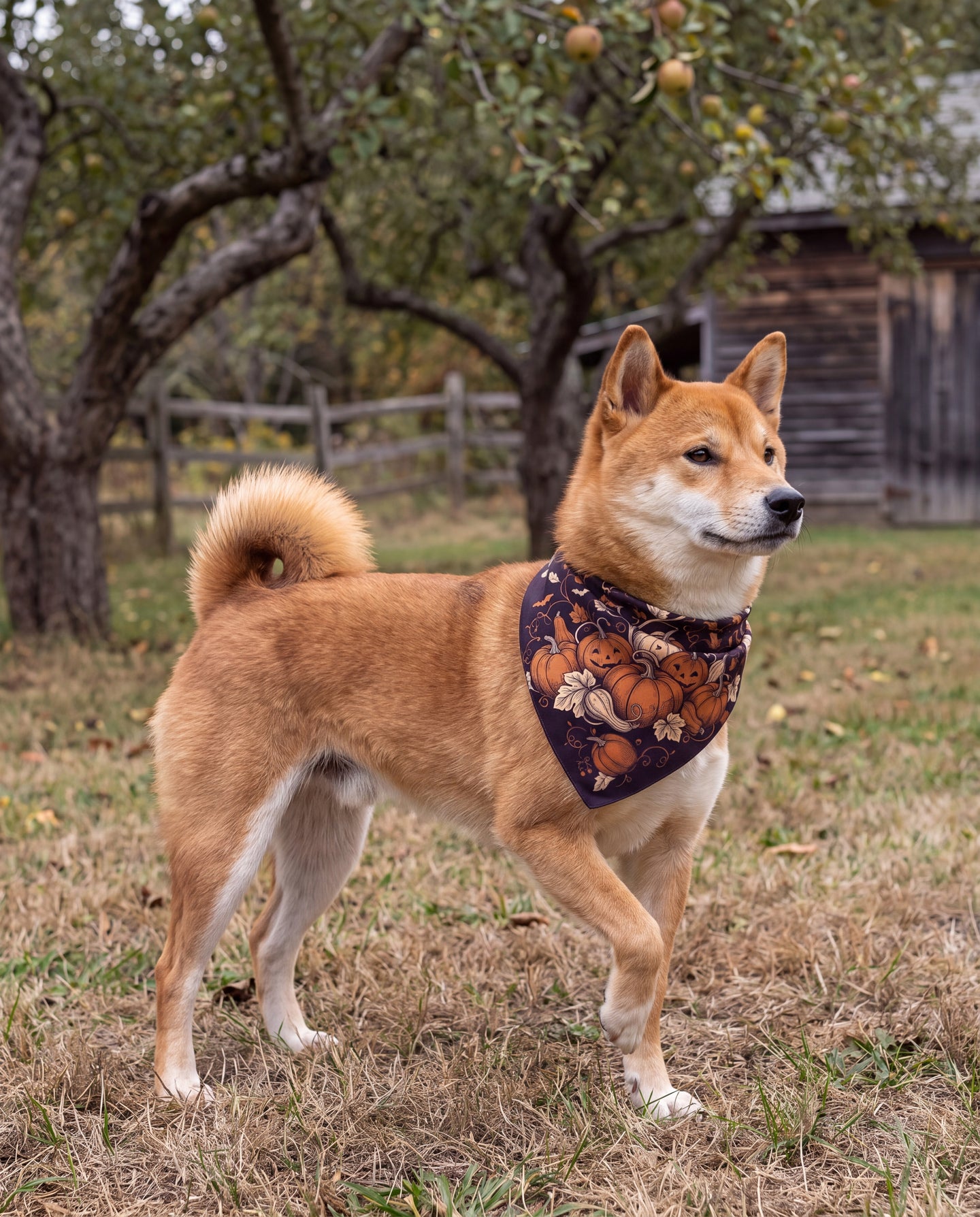 Harvest Nocturne Silk Dog Bandana: a walk worth taking